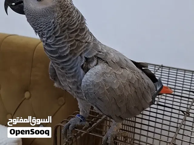 ببغاء كاسكو فرخ محلق وتبزير عراقي