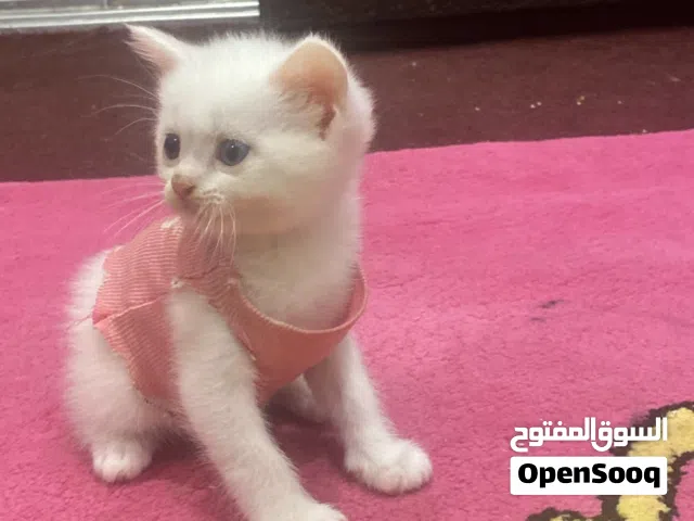 قطه شيرازي فرنسيه مع أطفالها الاطفال عمرهم اسابيع والقطه كبيره قابل للتفاوض