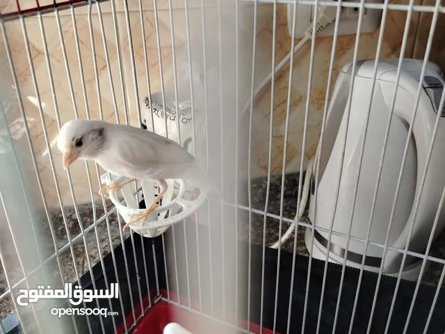 طيره كناري بيضا للبيع