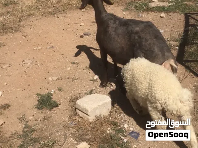 نعجه خماسيه ام خاروف