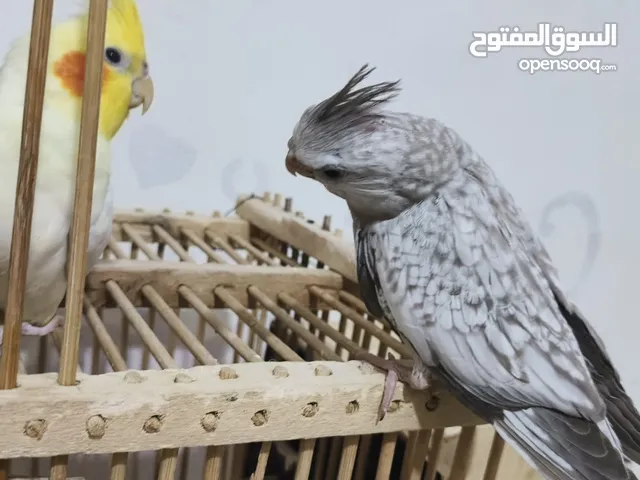 السلام عليكم طيور للبيع