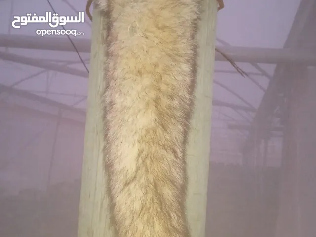 ذنبة ثعلب أو سالول