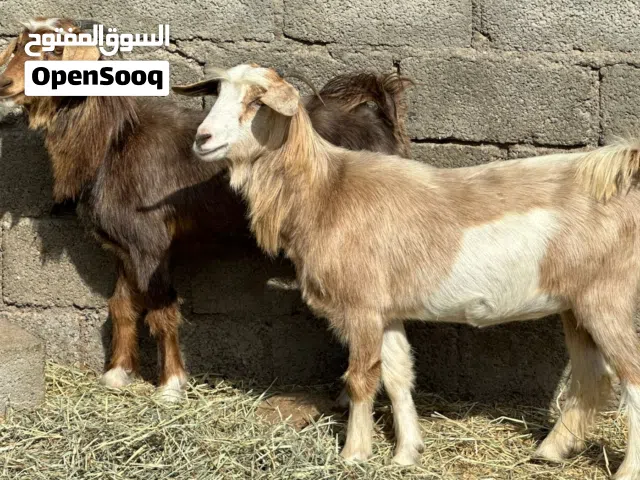 بكار توأم 2 + كبشان 2 عمانيات سمان حلال طيب للتربيه وللذبح كل شي سليم