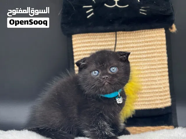 2 كيتنز سكوتش فولد بلاك ذكر وانثي 2 kittens scottish fold black, male and female