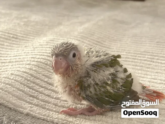 باينبل كنيور