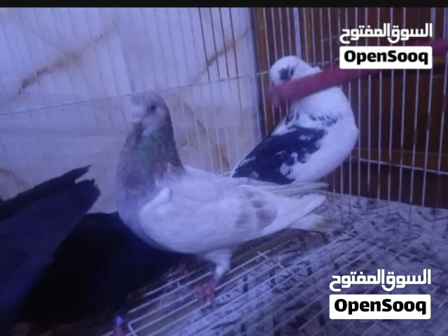 لوت للبيع او مراوس وصف