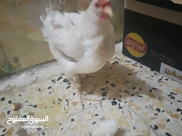 متاح دجاجه جواه 3تكاتيك