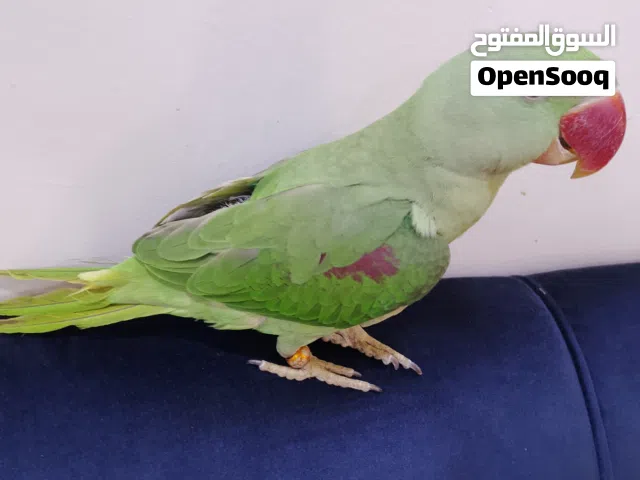 السلام عليكم للبيع دره نيبالي عمر 7اشهر مكاني بصره التنومه طير اليف طينه هو القفص طير صاحي و نظيف ..