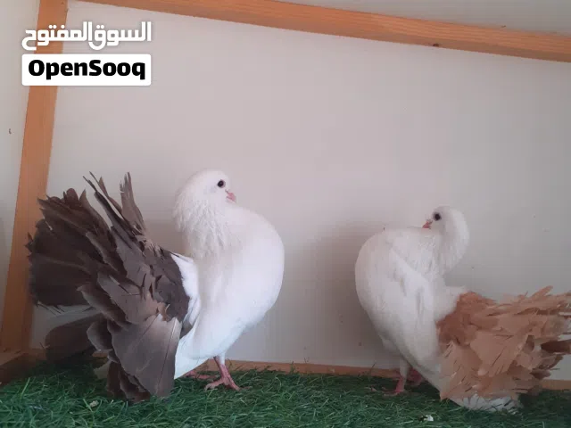 كوبيه تونسي بوديل للبيع