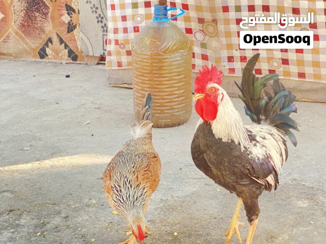 متوفر بيض شوكي دندراوي +شمسي كويتي +كحلي سعودي.حلال خط اول راجع لمحمية ابو اركان الزيرجاوي