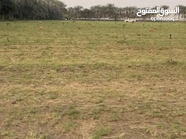 Farm Land for Rent in Al Batinah Suwaiq