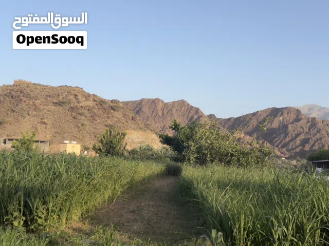 طعام اغنام وبقر