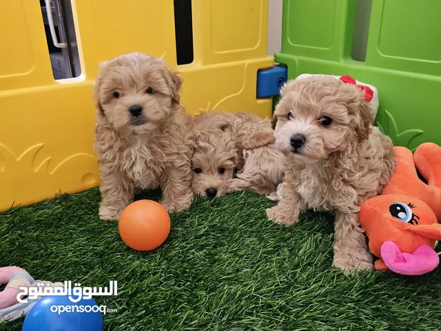 PREMIUM QUALITY CAVAPOO PUPPIES AVAILABLE