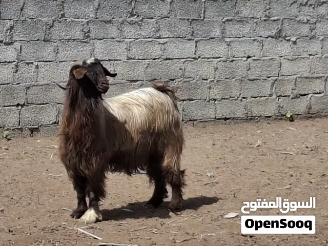 للبيع تيس فحل ما شاء الله من حلال بني سعيد العمر 3 سنوات  العدد 1 السمنه فووول السعر 260 ريال