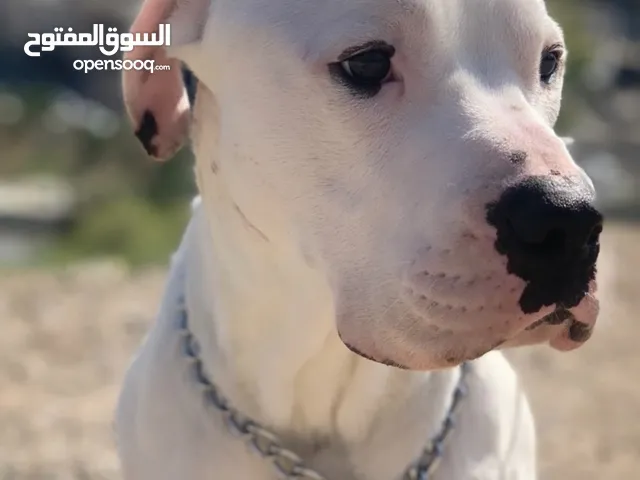 Dogo arganteno دوجو ارجنتينو للبيع دواعي سفر