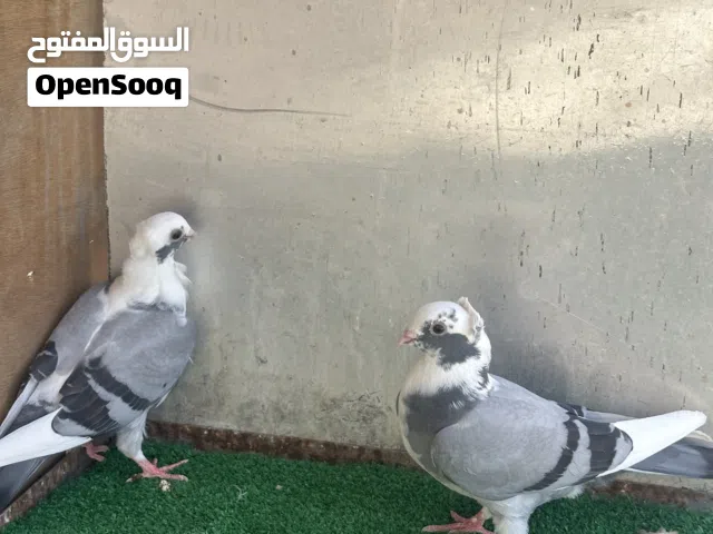 هرافل الاج مخاليف البيع بعدهن ما مطيرهن
