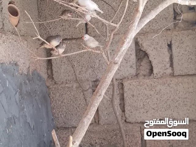 عصفير زيبره
