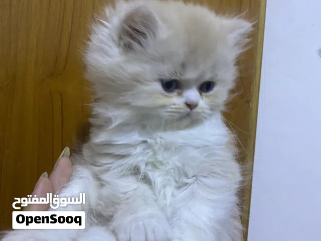 قط شرازي بيرشن