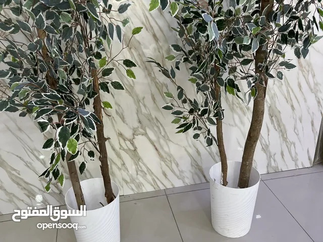 زوز شجرات زينة نفس الطول ألوانهم جميلة سوم كزيوني
