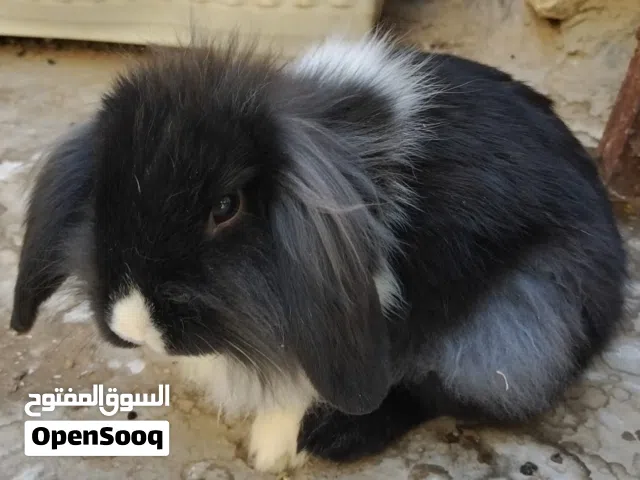 ارانب نوع هولندي (تيدي لوب ) تفريخ بيت ، اعمار مختلفه