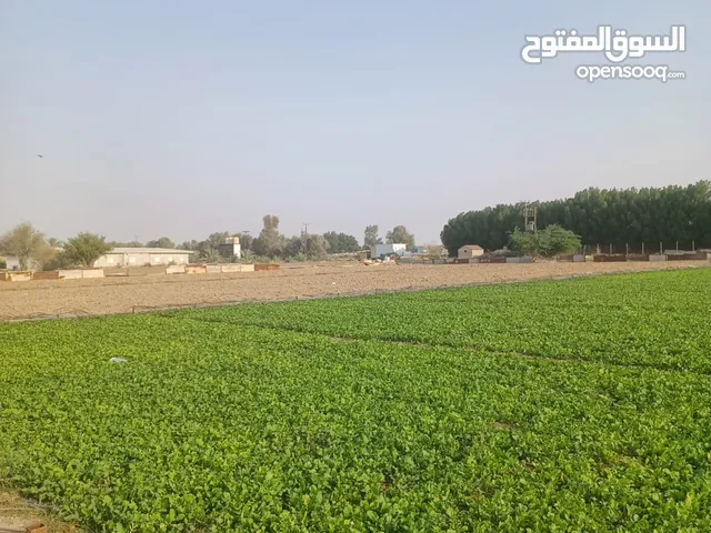 1 Bedroom Farms for Sale in Al Ahmadi Wafra residential
