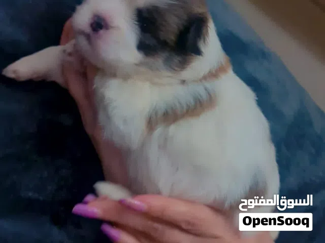 منى جريفون