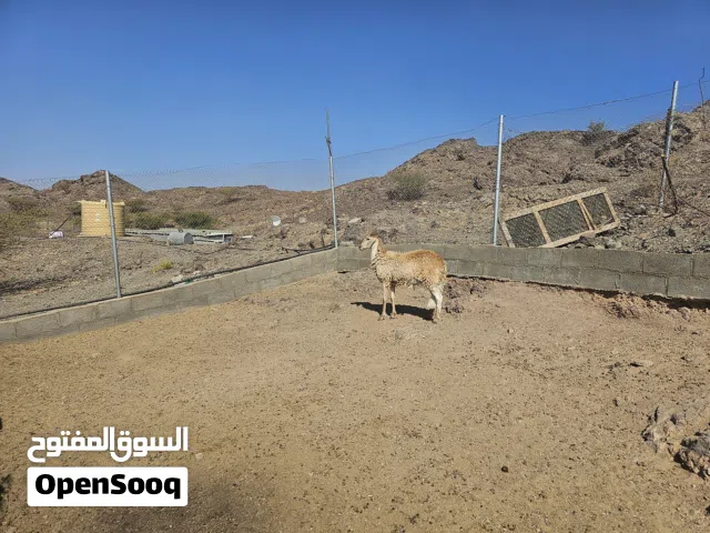 للبيع حملة سودانية