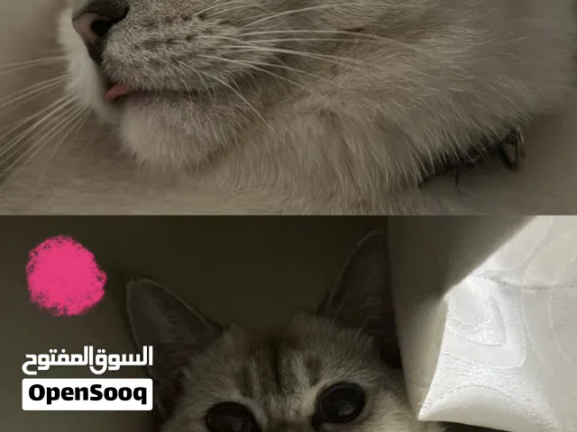 قطط مع الجوازات