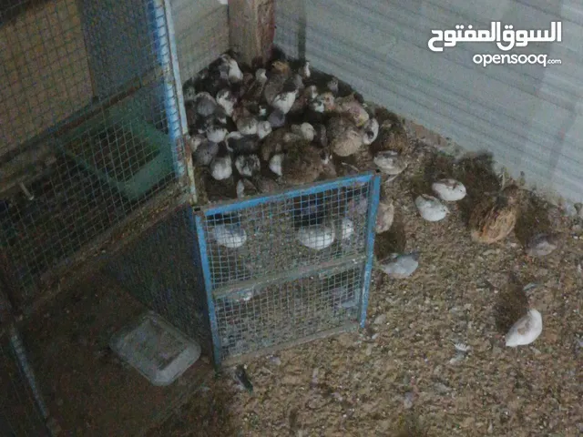 السلام عليكم للبيع فري صيني