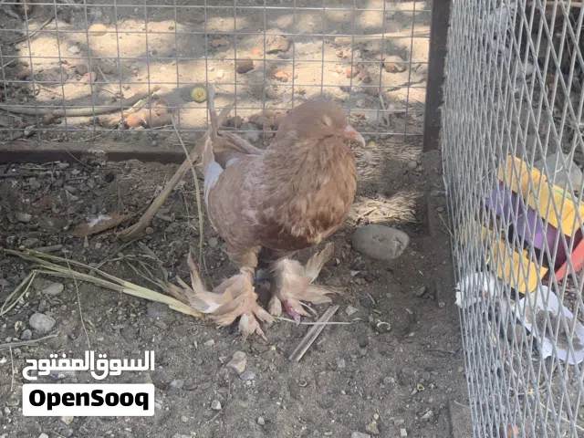 حمام نفاخ ذكر للبيع ومجوعه حمام شوف الوصف