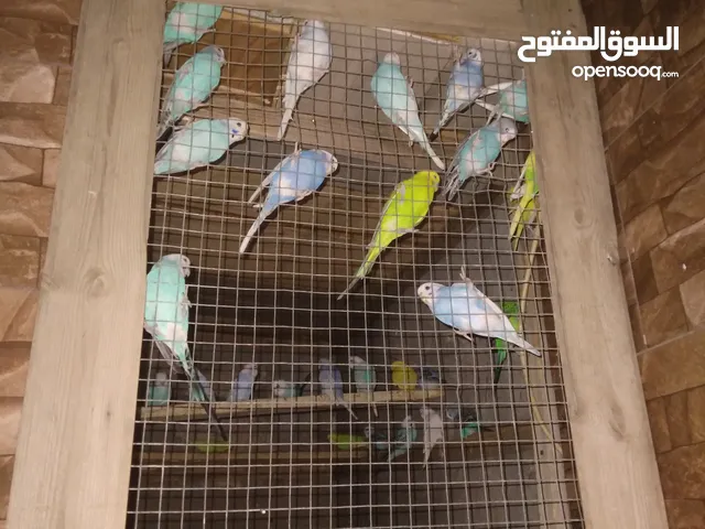 عصفور طير الحب الجوز