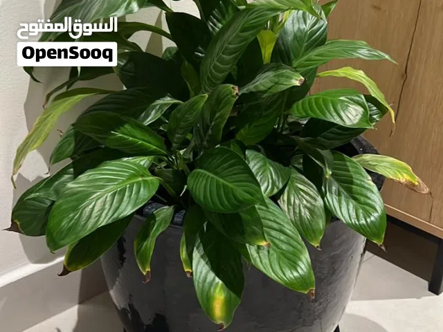 Five Indoor Plants with Ceramic Pots