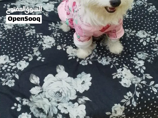 كلب عمره سنه ونص