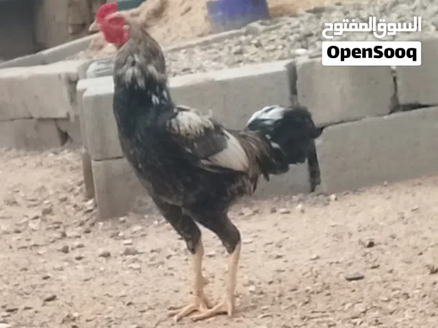ديج لبيع هندي عمره سنه