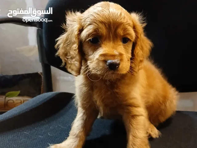 kockospanial  dog 60days old