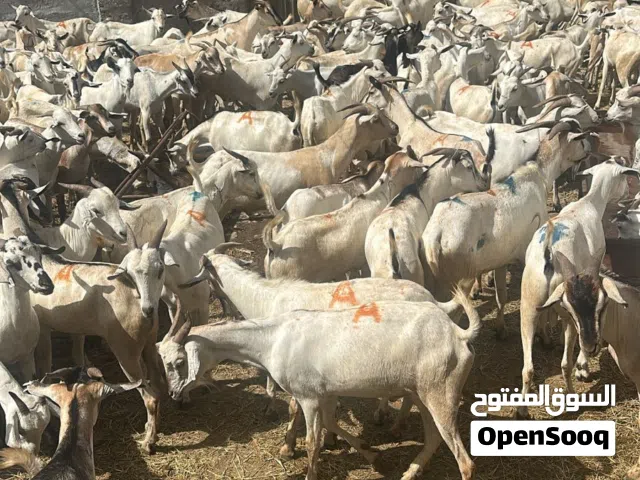 اضاحي العيد