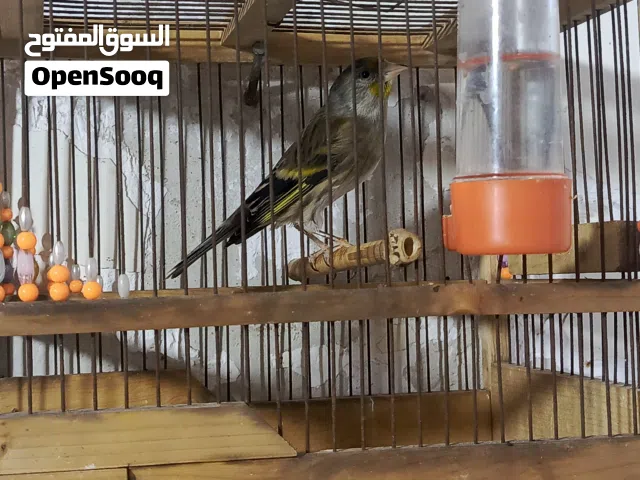 سلام عليكم  بندوق فول تغريد