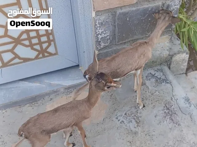 زوج غزال ديماني ذكر وانثى اللون الغامق