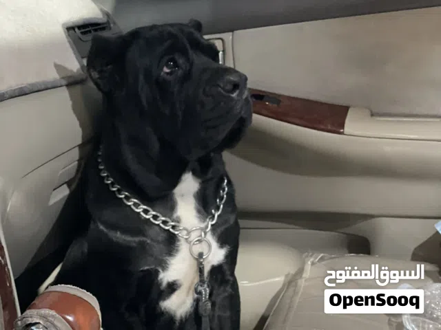 كيني كارسو مستوي قوي