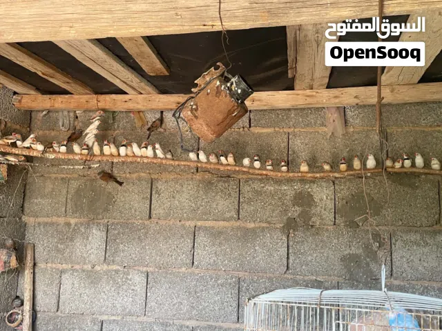 دجاجه تحتها 7الله يبارك ماشاء الله يبارك ماشاء الله يبارك ماشاء الله يبارك ماشاء الله يبارك ماشاء ال