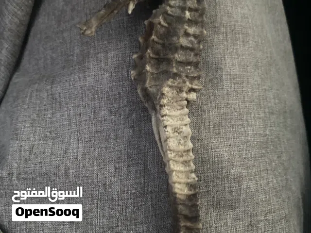 بيع حصان البحر