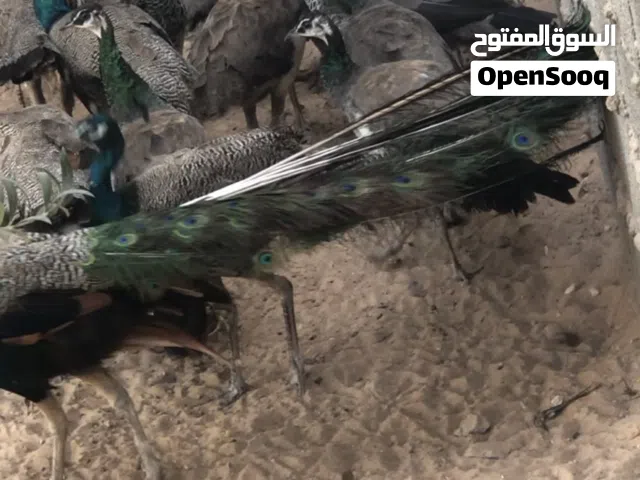 طاوس للبيع