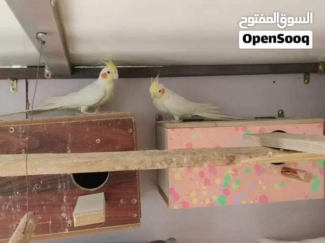 كوكتيل جواهن افراخ
