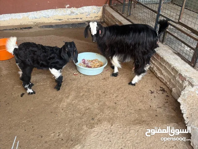 بيع اغنام العدد 2 الأنثى حلوب والده قريب من 10 أيام وتيس صغير عمره شهرين