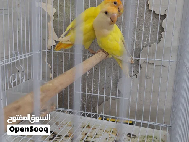 ببغاء الروز زوج للبيع