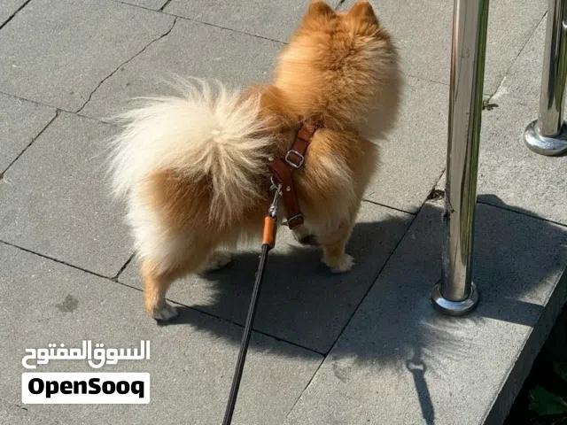 كلب بومارينين العمر سنه و نص ذكر