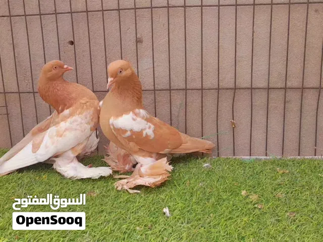 كوبية هزاز صفراء
