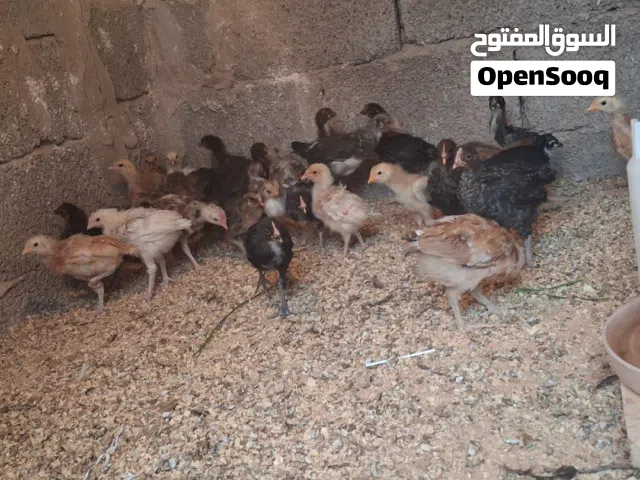 فلاليس ربي يبارك فلاليس نضف ومشا والله ربي يبرك لا قو الله لاله بله