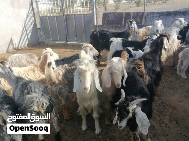 أغنام وماعز للبيع