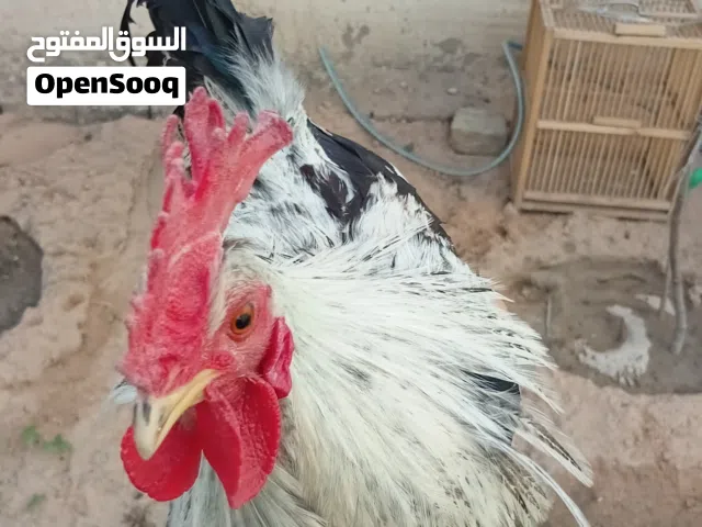 دجاج للبيع